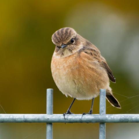 Now it looks grumpy at you with its head tilted