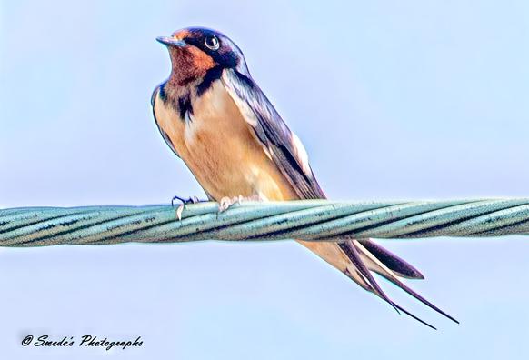 "This image captures a barn swallow in a moment of poised elegance. Perched delicately on a twisted wire, the bird’s shimmering blue-black head and back glisten under the sunlight. Its throat is a warm, reddish-brown hue, contrasting beautifully with its soft, creamy underbelly. The swallow's long, forked tail feathers—its signature trait—extend gracefully, adding to its air of effortless refinement. Its tiny feet clutch the wire securely, while its keen eyes scan the world with an alert but peaceful curiosity. Set against a backdrop of an open, cloudless sky, the bird appears both delicate and strong, a perfect balance of motion and stillness." - Copilot