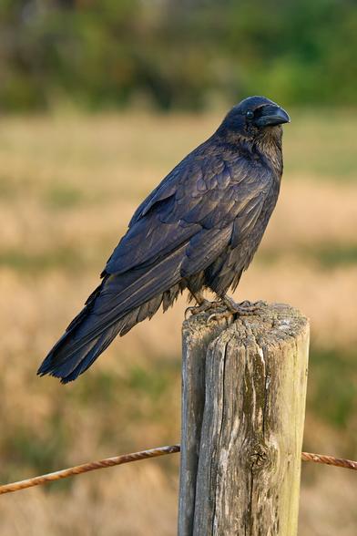 A crow sitting on a wooden fence post facing the sun with it's head cocked slightly to the camera. Its eye reflects the scene. The background is a blurred field with trees in the distance.