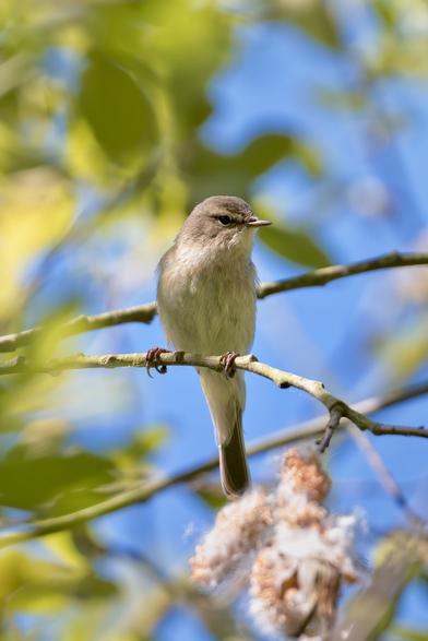 Chiffchaff in a Wiilow tree