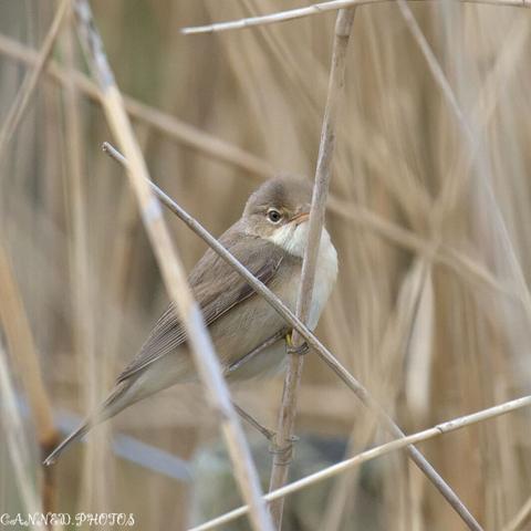 A small brown and white Reed Warbler bird perches on a thin reed among dry, vertical stalks in a natural setting.