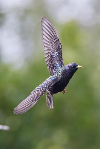 ein Star im Flug mit ausgebreiteten Flügeln, deren bunt schillernde und gesprenkelte Oberseiten man gut sehen kann