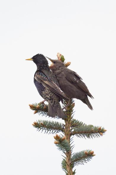 ein Star sitzt mit einem Jungvogel auf einer Nadelbaumspitze, das Junge hat bettelnd den Schnabel weit geöffnet