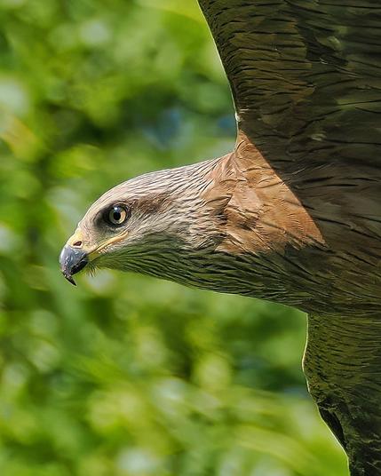Kopf vom Schwarzmilan im Flug. Hintergrund verschwommenes, grünes Laub.