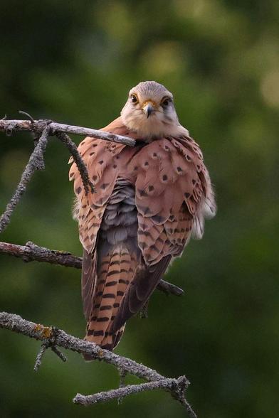 ein Turmfalke auf einem Zweig mit dem Rücken zum Betrachter, er schaut mit nach hinten gedrehtem Kopf geradewegs in die Kamera