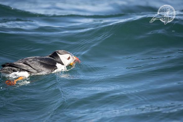 Ein Puffin der mit seinem Schnabel durch die Wellen pflügt