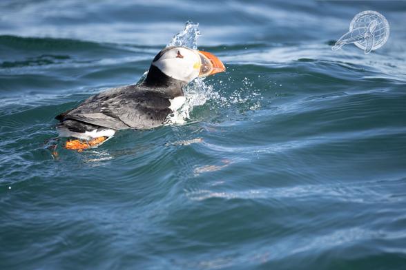 Ein Puffin der mit seinem Schnabel durch die Wellen pflügt