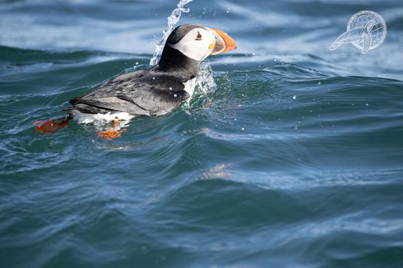 Ein Puffin der mit seinem Schnabel durch die Wellen pflügt