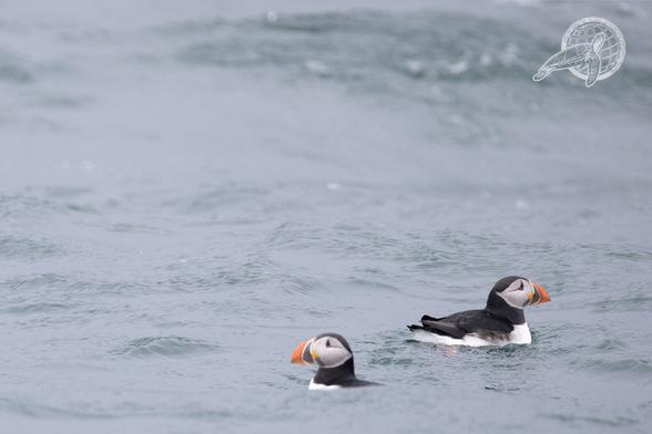 2 Puffins auf einer grauen Welle