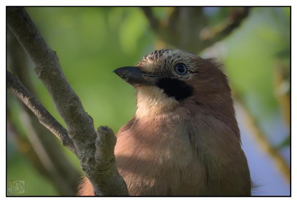 a Eurasian Jay (Garrulus glandarius). Here are some identifying features visible in the image:

The blue and black barring on the wings (although not prominent in this angle, they are characteristic of the species).

The pale face with a distinct black moustache stripe.

A light brown to pinkish body with a slightly darker crown.

The light blue eye is another typical feature of the Eurasian Jay.

They are members of the crow family (Corvidae) and are known for their intelligence and their habit of storing acorns for winter. This photo captures the bird beautifully with soft lighting and a nice bokeh background.