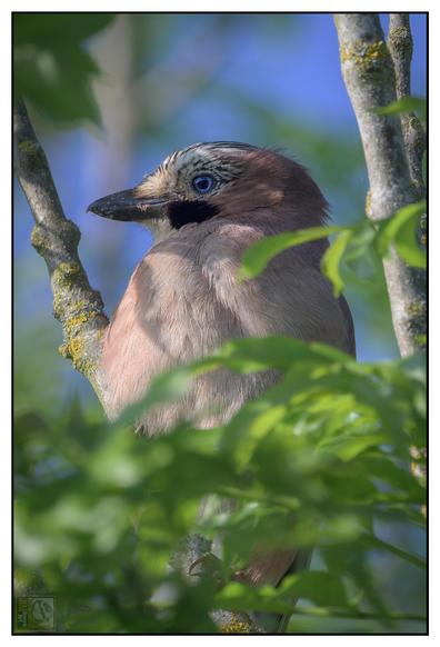 A young Eurasian Jay perched among tree branches, partially obscured by green leaves. The bird has soft, fluffy brownish-pink plumage, a black beak, and striking pale blue eyes. Its head feathers appear slightly tousled, indicating it may be a juvenile