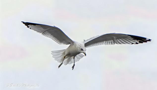 "This image captures a ring-billed gull in an exquisite moment of flight, its wings fully outstretched, creating a striking silhouette against a soft, pastel-toned backdrop. Each delicate feather is visible in fine detail, the tips of its wings adorned with black edges dotted with white markings. Its sleek, streamlined body is predominantly white, with hints of gray blending subtly along the wings and back. The gull’s beak is a bright yellow, contrasted by the distinct black ring near its tip—a signature trait of the species. Its eyes, sharp and attentive, scan the world below, reflecting a sense of purpose in its graceful movement. The surrounding background is blurred, emphasizing the gull’s elegant presence and enhancing the sense of motion. The result is a dynamic yet serene visual—a quiet testament to the beauty of avian flight." - Copilot