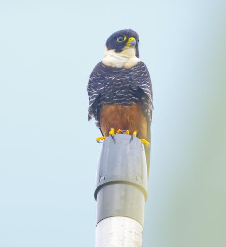 A small falcon with a yellow eyering, creamy throat, blackish breast and chestnut underparts sits perched on top of a pole. This is the Bat Falcon. Canopy Tower. April 2025. Photo by Peachfront.