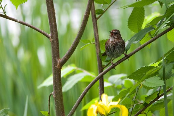 A song sparrow perched on a lithe young deciduous tree with a yellow flag iris in soft focus below it. It is a high contrast bird, silver with flecks of tawny brown on its breast and striped heavily on its head and neck. It has taken a broad stance with its scaly talons on the slanting branch and is singing its head off with its short triangular beak wide!