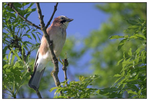 a young bird perching in a tree
