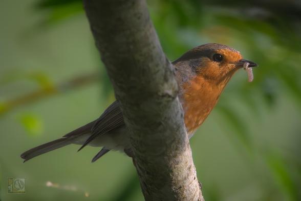 a small red and brown bird