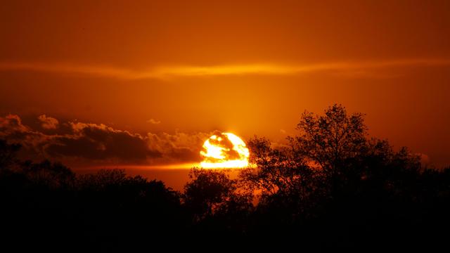 Sunset photo of the Sun setting into a cloud just above a treeline with a yellow sky behind. A few scattered clouds cover part of the face of the Sun. A thin yellow cloud makes a bright line across the top of the photo.
