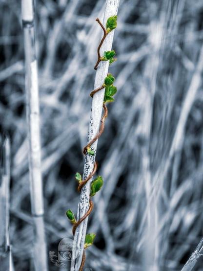 a macro photo by rayne. the photo is mostly in black and white except for a small brown vine climbing up a branch with green leaf buds on all sides.