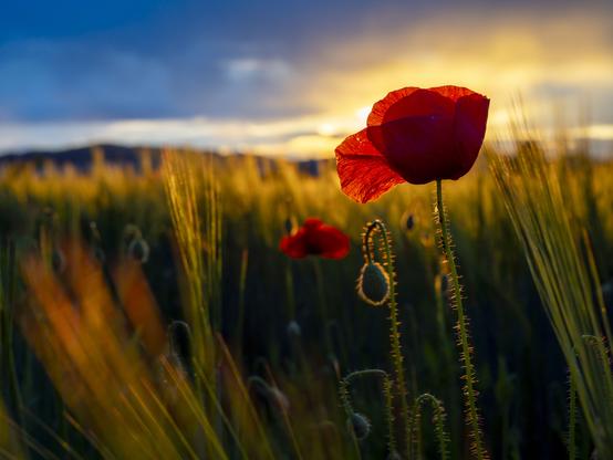 a corn field and corn poppy in the sunset light.
