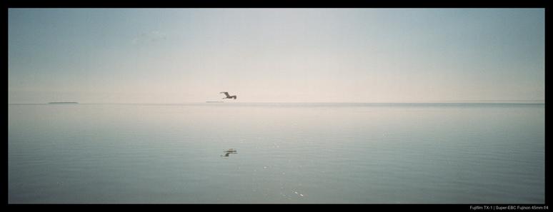 A seagull flies low over the open waters of the Everglades.