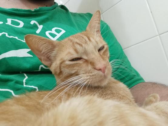 a photo of octo's orange tabby kitten snuggling up on octo's lap squinting into the camera comfortably. octo is wearing a green shirt