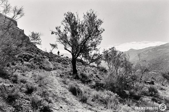 A black and white photograph of a track in the mountains with a walker and dog silhouetted against the sky. A prominent leafless tree is in the foreground.