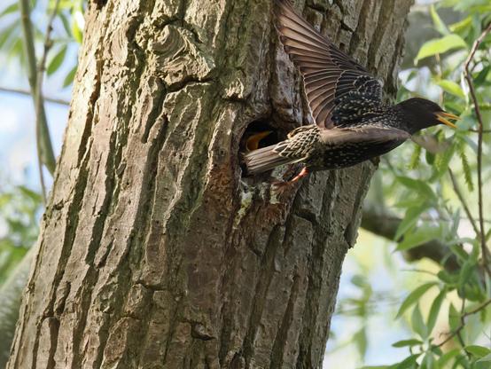 Ein Star fliegt von einem dicken Baumstamm weg hinter ihm ist in einer Höhle im Stamm ein aufgesperrter Vogelschnabel zu sehen