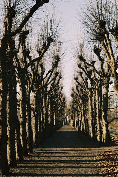 A colour photograph of a straight path flanked by a row of naked linden trees on either side. Dead, brown leaves are piled up at the edges of the path, and the low winter sun casts golden light and long shadows across the trees, the path and the leaves on the ground. Above it all is a clear but bleak winter sky.