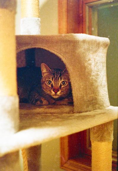 A tabby cat with wide eyes lies inside the cubby of a beige cat tree, partially hidden in shadow. The scene is warmly lit, with visible wood trim and textured surfaces, captured on grainy 35mm film