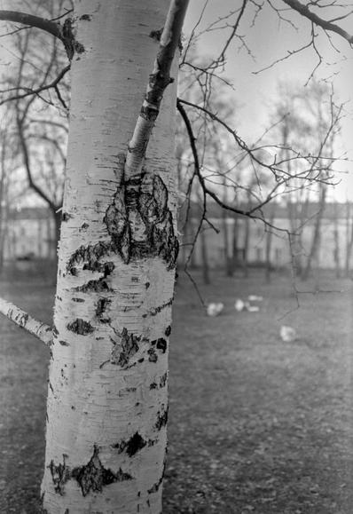 Monochrome photo. In the foreground is a birch tree, in the background is a park and white bags with last year's leaves.