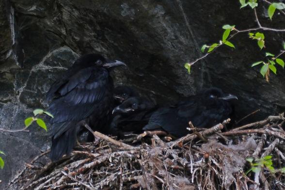 Schwarze Vögel in einem dunklen Loch.
Nahaufnahme eines Rabennestes hoch in einer Felsenklippe. Das Nest besteht aus Stöckchen. Vier Junge sitzen darin, einer auf dem Rand. Sie haben noch blaue Augen, dösen vor sich hin und warten auf Futter..