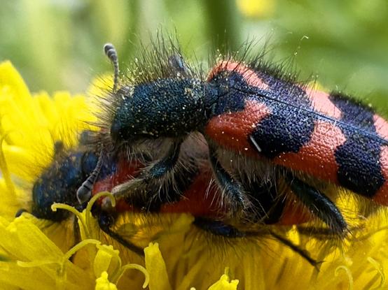 Großaufnahme von zwei Bienenkäfer (schwarz-rot) aufeinander. Befinden sich auf einer Löwenzahnblüte. Hintergrund grün-verschwommen.