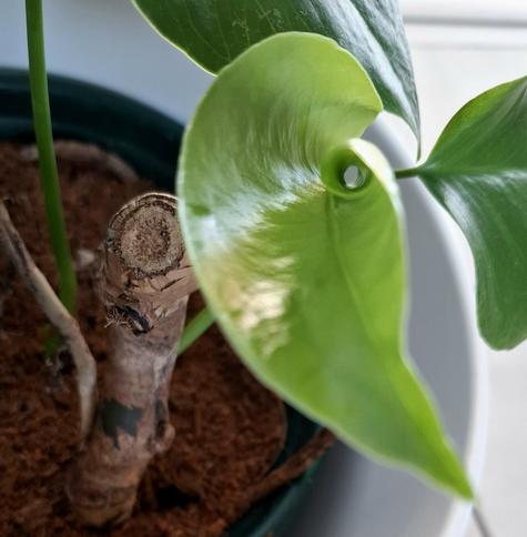 Ein hellgrünes Monsterablatt wickelt sich langsam auf. Eine Blattseite ist noch eingerollt, man kann durch das Eingerollte durchsehen. Im Hintergrund erkennt man den Rest der Pflanze inklusive Topf (weiße Keramik) und Erde.