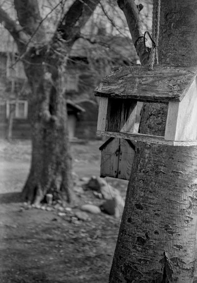 Bird feeders hanging on trees in the foreground. In the far background of the video are other trees and a wooden building.