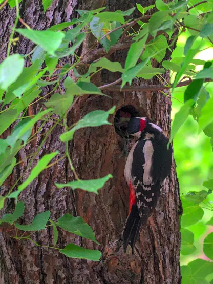 Bild im hochformat:
an einem baum sitzt ein buntspecht und fütter eines seiner jungen, welches durch den eigang guckt und den schnabel aufreißt