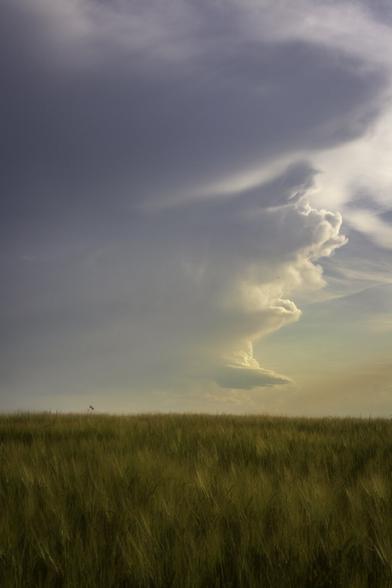 The lower third shows a field of ears of corn. Above the field, some large, somewhat stormy clouds with evening light.