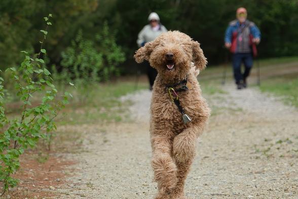 Ein wolliger, hellbrauner Golden Doodle rennt auf mich zu, mit fliegenden Schlappohren. Er will sich Streicheleinheiten abholen. 
Im Hintergrund verschwommen seine Besitzer. Dahinter gruener Wald.