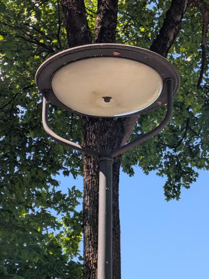 Unbearbeitetes Farbfoto einer Straßenlaterne auf einem runden Metallträger. Auf 2 rund gebogenen Metallrohren steckt ein kreisrunder Metalldeckel, unter dem eine kreisrunde Leuchte, leicht verschmutzt, befestigt ist. Unter dem Metalldeckel klebt ein kleiner runder roter Aufkleber mit "24".
Hinter der Straßenleuchte ein hoher Laubbaum, von dessen rundem Stamm über der Leuchte mehrere dicke Äste abgehen. Der Himmel im Hintergrund ist wolkenlos blau.