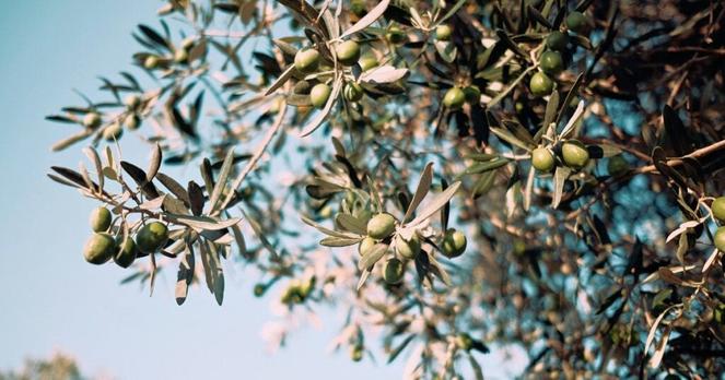 How is PepsiCo Foundation Supporting Regenerative Olive Oil?