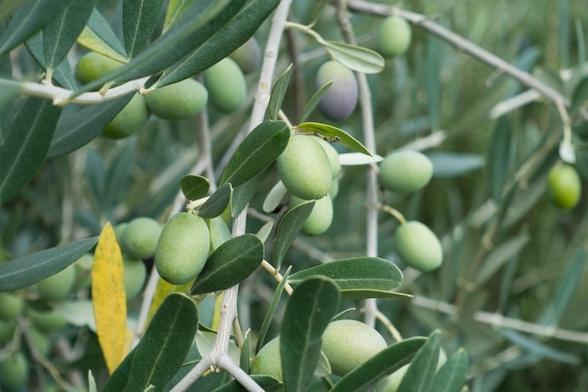 Pakistani olive oil wins silver at 2025 New York International Olive Oil Competition