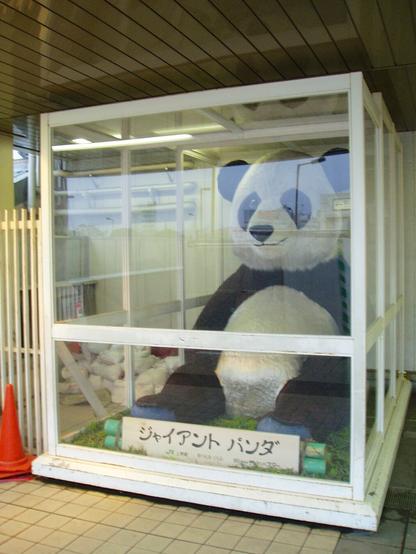 A giant panda plushie sitting in a glass box.