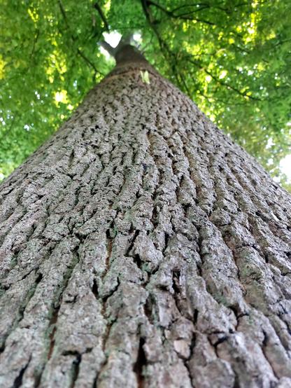Huge old oak tree, photographed from below from the ground looking upwards: the rough trunk up into the dense green canopy. The bark of the oak has a very beautiful, distinctive structure.  //  
 Riesige alte Eiche, aus Untersicht vom Boden aus nach oben fotografiert: den rauen Stamm hinauf ins dichte grüne Blätterdach. Die Rinde der Eiche hat eine sehr schön ausgeprägte, furchige Struktur.
