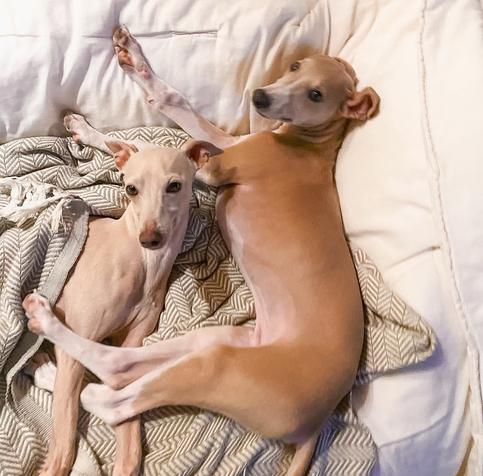 Two light-coloured dogs on a white duvet.