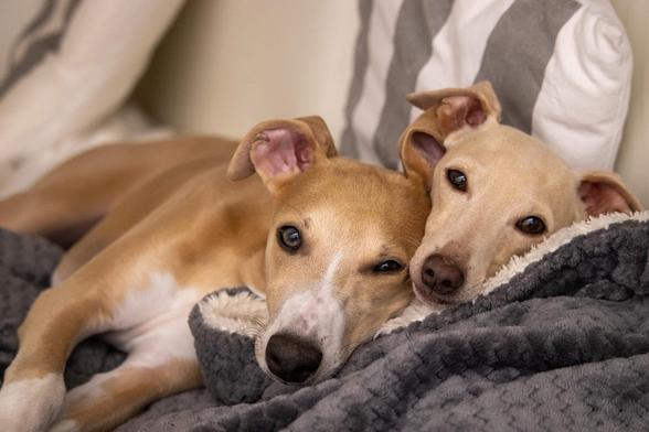 Two light-coloured dogs on a grey throw. Both dogs are looking at the camera.