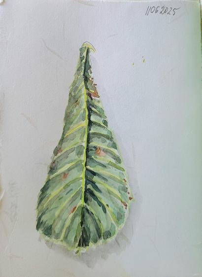 Aquarellskizze: ein Teil eines Kastanienblattes mit braunen Flecken