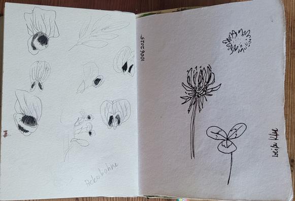 Skizzen in Bleistift und Tinte: links Studien der Blüten einer Ackerbohne, rechts eine Kleeblüte und ein Kleeblatt
