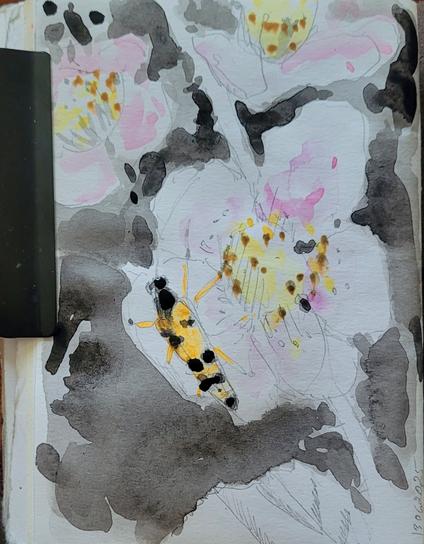 Aquarellskizze: vor grauem Hintergrund hellrosa Brombeerblüten, auf einer sitzt ein schwarz und orange gefleckter Schmalbock, alles ist nur schnell getuscht.