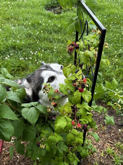 Siberian Husky with her nose in a raspberry bush.