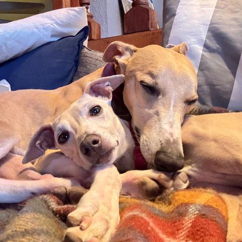 Two light-coloured dogs on a sofa. One dog looks at the camera.