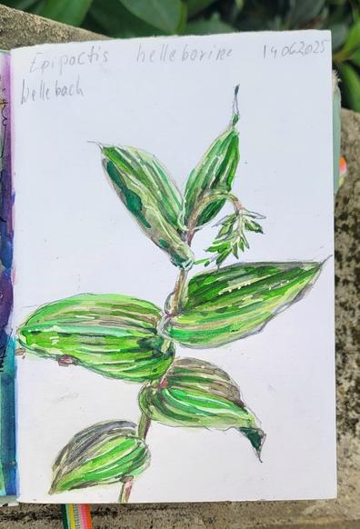 Aquarellskizze im kleinen Skizzenbuch: Pflanzenstengel mit großen ovalen Blättern und einem kleinen nach unten gebogenen Blütenansatz an der Spitze